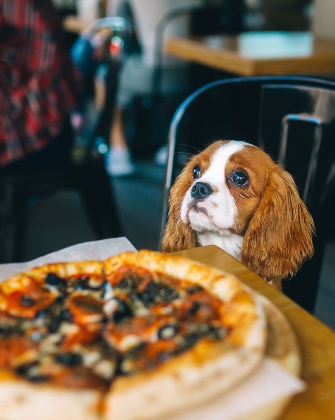 Pet Friendly Restaurants